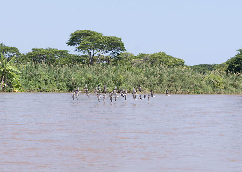 Parc Naturel de la Rusizi